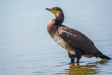 Great cormorant, Phalacrocorax carbo, standing in water on the sea shore.