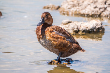 Beautiful duck, Common pochard female, Aythya ferina, standing on a lake shore.