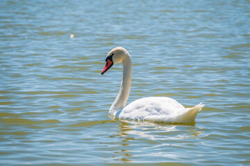 Graceful white Swan swimming in the lake, swans in the wild. Portrait of a white swan swimming on a lake.