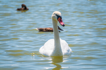 Graceful white Swan swimming in the lake, swans in the wild. Portrait of a white swan swimming on a lake.