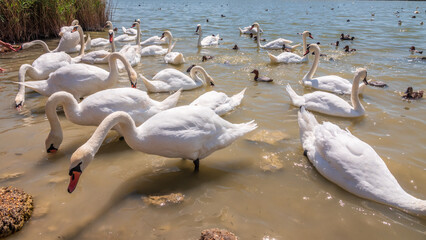 A large flock of graceful white swans swims in the lake., swans in the wild