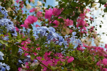 Obraz premium blue and pink flowers
