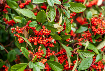 Silver Buffaloberry red berries in closeup. Red berry slightly dried on the bush in the garden. Psychedelic. Silver buffaloberry, Shepherdia argentea. Cowberry berries surrounded by bushes