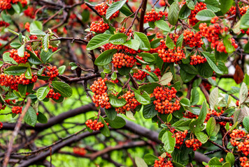 Silver Buffaloberry red berries in closeup. Red berry slightly dried on the bush in the garden. Psychedelic. Silver buffaloberry, Shepherdia argentea. Cowberry berries surrounded by bushes