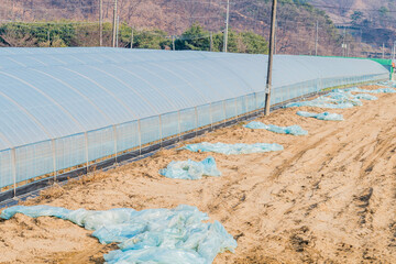 Plastic laying in field beside large greenhouse.