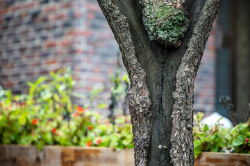 Obraz premium 나무