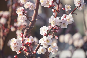 ウメの花