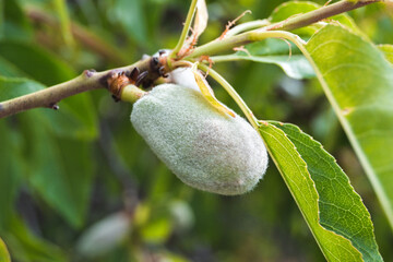 Close-Up Of Almonds On Tree Branch