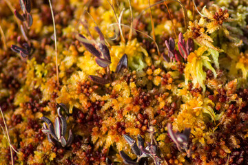moss in the swamp