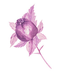 Watercolor drawing, transparent, rosebud with leaves. Floral pattern for printing on postcards, wedding invitations, product design © Елена Устьянцева