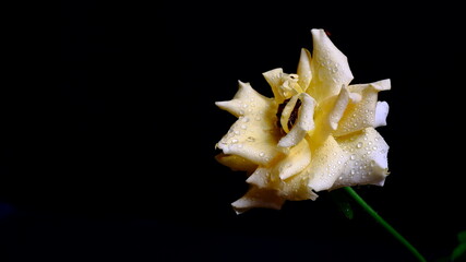 A yellow rose with very detailed water droplets creates a fresh, simple and elegant impression, a black background that gives a dramatic impression, Rose is a symbol of love. Valentine's Day concept.