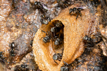 Stingless bees or trigona meliponini hive industry. A colony of stingless bees on beehive.