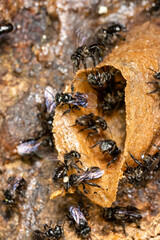 Stingless bees or trigona meliponini hive industry. A colony of stingless bees on beehive.