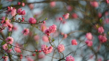 The beautiful cherry flowers blooming in the park in China in spring