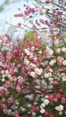 The beautiful cherry flowers blooming in the park in China in spring