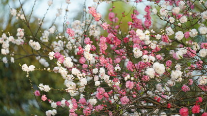 The beautiful cherry flowers blooming in the park in China in spring