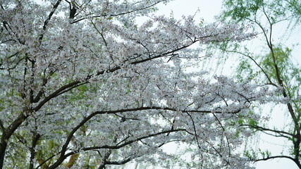 The beautiful cherry flowers blooming in the park in China in spring