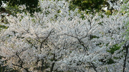 The beautiful cherry flowers blooming in the park in China in spring