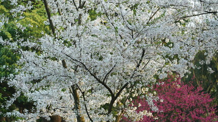 The beautiful cherry flowers blooming in the park in China in spring