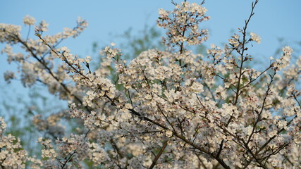 The beautiful cherry flowers blooming in the park in China in spring