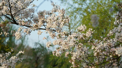 The beautiful cherry flowers blooming in the park in China in spring