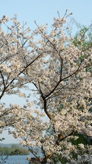 The beautiful cherry flowers blooming in the park in China in spring