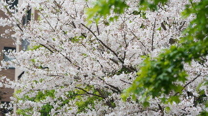 The beautiful cherry flowers blooming in the park in China in spring