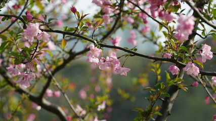 The beautiful cherry flowers blooming in the park in China in spring