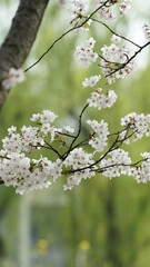 The beautiful cherry flowers blooming in the park in China in spring
