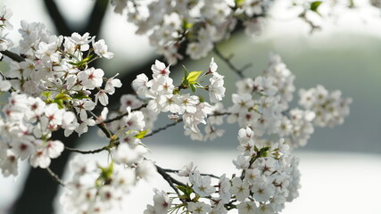 The beautiful cherry flowers blooming in the park in China in spring