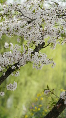 The beautiful cherry flowers blooming in the park in China in spring