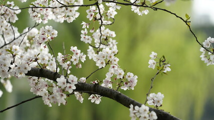 The beautiful cherry flowers blooming in the park in China in spring