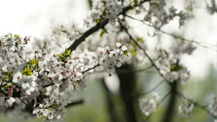 The beautiful cherry flowers blooming in the park in China in spring