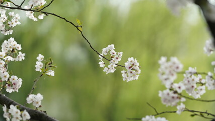 The beautiful cherry flowers blooming in the park in China in spring