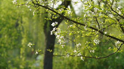 The beautiful cherry flowers blooming in the park in China in spring