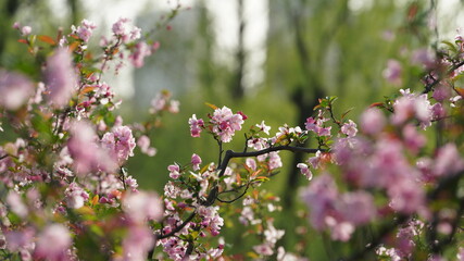 The beautiful cherry flowers blooming in the park in China in spring