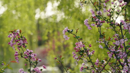 The beautiful cherry flowers blooming in the park in China in spring