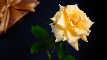 Fototapeta premium A yellow rose with very detailed water droplets creates a fresh, simple and elegant impression, a black background that gives a dramatic impression, Rose is a symbol of love. Valentine's Day concept.