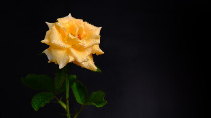 A yellow rose with very detailed water droplets creates a fresh, simple and elegant impression, a black background that gives a dramatic impression, Rose is a symbol of love. Valentine's Day concept.