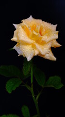 Fototapeta premium A yellow rose with very detailed water droplets creates a fresh, simple and elegant impression, a black background that gives a dramatic impression, Rose is a symbol of love. Valentine's Day concept.