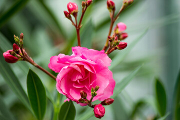 pink flower in the botanical garden