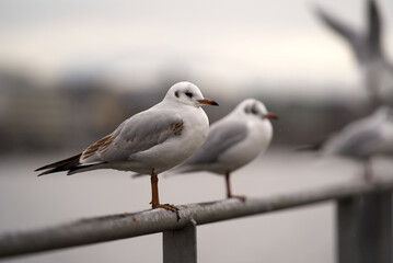 Obraz premium Close-up of sea gulls standing on iron bar of handrail at border of Lake Zurich on a rainy winter day. Photo taken December 24th, 2021, Zurich, Switzerland.