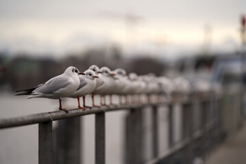 Close-up of sea gulls standing on iron bar of handrail at border of Lake Zurich on a rainy winter day. Photo taken December 24th, 2021, Zurich, Switzerland.