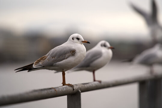 Close-up of sea gulls standing on iron bar of handrail at border of Lake Zurich on a rainy winter day. Photo taken December 24th, 2021, Zurich, Switzerland.