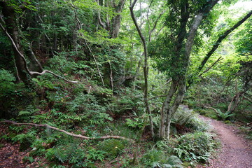 a fascinating dense forest with fern and mossy rocks