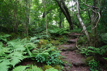 a fascinating dense forest with fern and mossy rocks