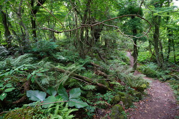 a thick spring forest with fern and mossy rocks