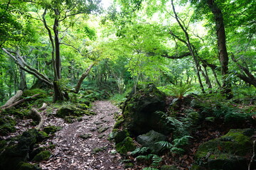 Fototapeta premium fresh green forest in the sunlight