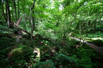 Obraz premium a thick spring forest with fern and mossy rocks