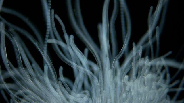 Worm Polychaeta of family Terebellidae under the microscope, phylum Annelida. Numerous, long tentacles wriggle like snakes in search of food particles. Red sea